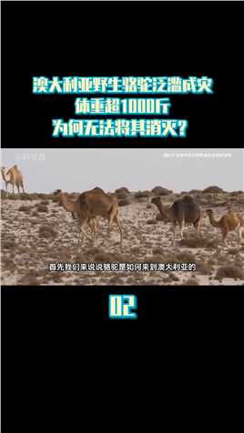 澳大利亚野生骆驼泛滥成灾，体重超1000斤，为何无法将其消灭？#骆驼#澳大利亚#物种入侵#物种泛滥 (2)