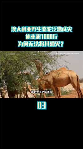 澳大利亚野生骆驼泛滥成灾，体重超1000斤，为何无法将其消灭？#骆驼#澳大利亚#物种入侵#物种泛滥 (3)