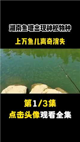 湖南鱼塘出现神秘物种，上万鱼儿离奇消失 (1)