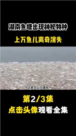 湖南鱼塘出现神秘物种，上万鱼儿离奇消失 (2)