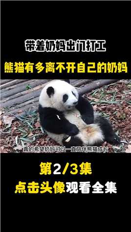 熊猫熊猫这么可爱你们怎么忍心伤害熊猫宝宝 (2)