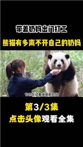 熊猫熊猫这么可爱你们怎么忍心伤害熊猫宝宝 (3)