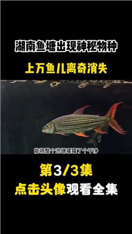 湖南鱼塘出现神秘物种，上万鱼儿离奇消失 (3)