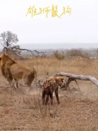 鬣狗群打劫母狮遭到雄狮报复#鬣狗 #狮子 #雄狮 #野生动物零距离