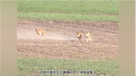 三只战斗力爆表的灵缇犬猎犬追捕一只野兔#野生动物零距离 #猎犬 #灵缇犬 #野兔