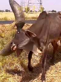 帮助水牛切割巨型牛角#野生动物零距离 #水牛 #牛 #精彩片段