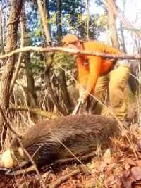 国外职业猎人使用陷阱捕捉野猪#野猪 #国外合法狩猎 #捕猎现场 #荒野猎人