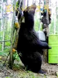 农场主使用陷阱驱赶黑熊却发生了意外#野生动物零距离 #黑熊 #熊 #精彩片段
