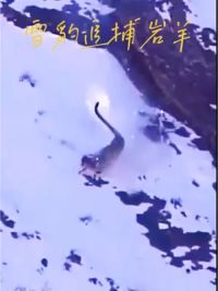 雪豹在悬崖峭壁追捕岩羊#野生动物零距离 #雪豹 #岩羊 #精彩片段