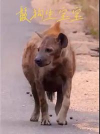 大肚子鬣狗生宝宝#野生动物零距离 #鬣狗 #动物的迷惑行为 #精彩片段