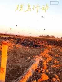 巴铁兄弟使用大网抓捕泛滥成灾的椋鸟，太壮观了#国外合法狩猎 #荒野猎人 #椋鸟 #精彩片段