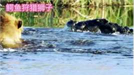 雄狮过河遭遇鳄鱼袭击，在水里两头雄狮也不是一条尼罗鳄的对手！#野生动物零距离 #狮子 #鳄鱼