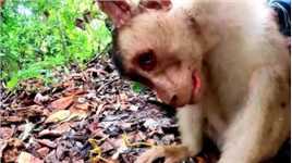 猴哥偷吃香蕉，印尼老表使用陷阱将猴子一锅端#野生动物零距离 #猴子