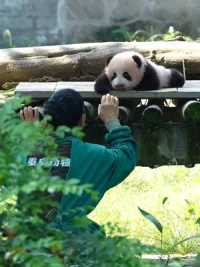 每个熊猫， 都是上天派来治愈人间的小天使  