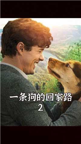 狗狗是人类最忠诚的朋友，高分治愈电影《一条狗的回家路》02