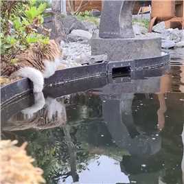 每次小猫不开心的时候 就会来到后院的池塘边 这时 小鱼就会游过来安慰它