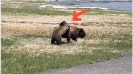 棕熊袭击牦牛的全过程##动物的迷惑行为#动物世界#棕熊#野生动物