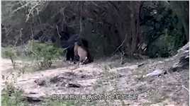 黑熊挑衅花豹的全过程##动物的迷惑行为#野生动物#神奇动物#神奇的大自然