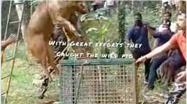 野猪糟蹋农民庄稼，印度村民组织抓捕，直接用绳子把野猪掉了起来##野猪#除三害#野生动物#国外合法拍摄国内请勿模仿