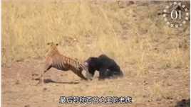 黑熊对战老虎被打的满地找牙，危机关头黑熊直接展开了绝地反杀！##黑熊#野生动物#奇妙的动物#动物的迷惑行为