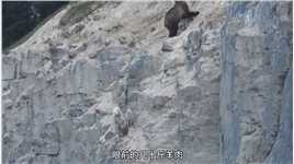 棕熊冒死爬上百米高的悬崖，只是为了吃上羊肉！##野生动物#棕熊#动物的迷惑行为#动物世界