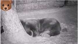 黑熊睡觉被小刺猬骚扰！##野生动物#动物的迷惑行为#神奇动物#监控下的一幕