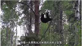 黑熊从树上掉落！##奇妙的动物#动物的迷惑行为#野生动物#户外