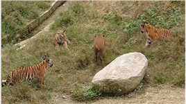 野猪单挑三头老虎的真实场面！##奇妙的动物#野生动物#动物的迷惑行为#动物世界
