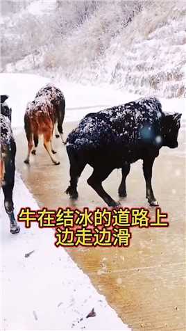 牛在结冰的道路上边走边滑，太不容易了 