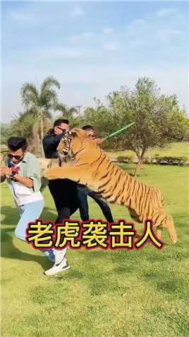 太可怕了，老虎袭击人
