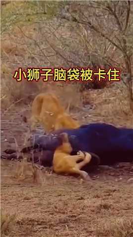 小狮子的脑袋被卡住了，无论它如何挣扎也拔不出来