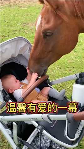 一匹有灵性的马与宝宝互动