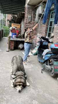 养狗千日 用狗一时