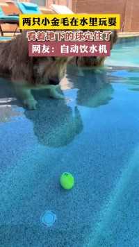 两只小金毛在水里玩耍看着地下的球定住了网友:自动饮水机