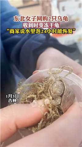 东北女子网购2只乌龟，收到时变冻干龟，“商家说水里泡24小时能恢复”