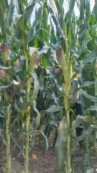 大早起，玉米地理溜一圈！