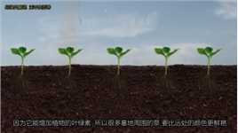 植物会在身体内发芽吗？为什么墓地周围的草会这么旺盛#墓地#涨知识#猎奇#发芽#植物 (3)