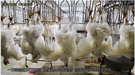一天宰杀50万只鸡，屠宰场是怎么宰鸡的？为什么要使用毒气#屠宰场#肉鸡#涨知识 (1)