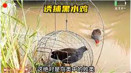 越南村民利用自己养的黑水鸡抓捕同类.