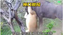 动物的求生欲望有多强，怀孕的角马妈妈在母爱的力量下成功狮口脱险