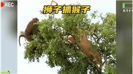 嚣张的猴子嘲笑狮子不会爬树，结果狮子爬了上去下一秒猴哥惨了