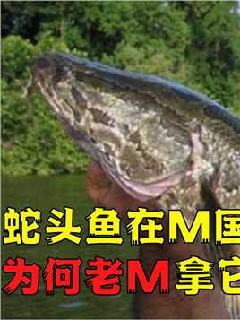 蛇头鱼在M国泛滥，14州沦为重灾区，个个体胖如猪老M为何不吃？ (1)


