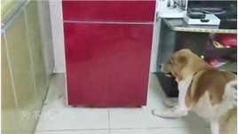 狗子冲着冰箱狂叫不止，主人将冰箱底盖拆开一看，好戏上演了！   