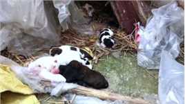 流浪狗闯入别人的院子里，偷偷产下了8只小狗，它饿得嗷嗷大叫！    