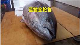 切割一条重达500磅，身价不菲的蓝鳍金枪鱼真实户外杀鱼解压户外美食刺身美食