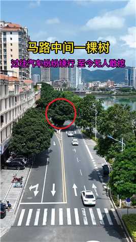 在广东沿江路发现马路中间有一棵树，过往车辆纷纷左右绕行，马路本来就小了 还有棵树在中间 也影响交通安全了吧 为何不把他砍掉 或者移走 方便大家出行安全
