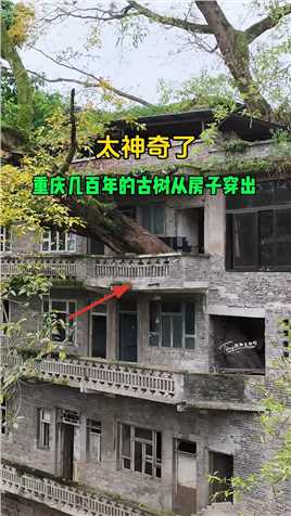 在重庆看到神奇的一幕，古树与楼形成楼树共存，房主不敢砍掉 担心不安全搬离了