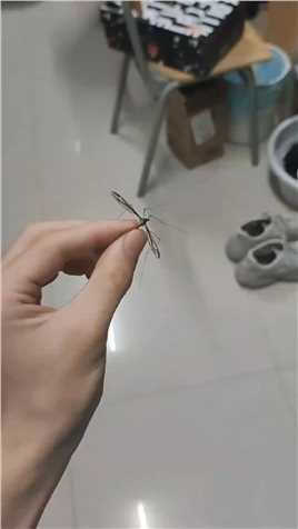 今天抓到了一只好大的蚊子，得好好奖励一下我的宝贝室友#蚊子 