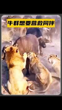狮群捕获水牛，牛群团结发起反攻，最终还没能救下同伴