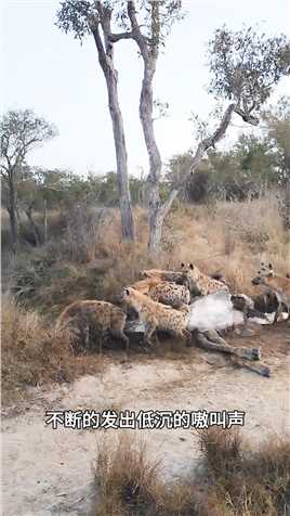 单枪匹马的母狮遭鬣狗群追杀